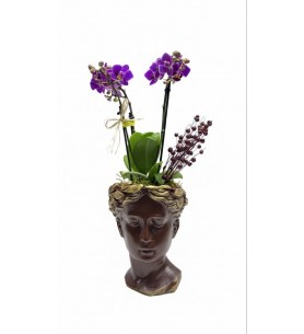 Helen Saksıda Mini Orkide (Kahverengi)